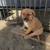 GERMAN SHEPHERD/AMERICAN BULLY CROSS PUPPIES 2 thumbnail