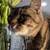 Lost cat: Millard Area 1 thumbnail