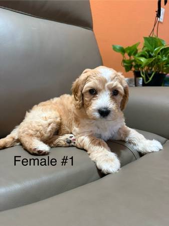 Mini Goldendoodles (Palo Alto)63696398156419122