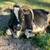 Mini zebu bull for lease 5 thumbnail