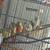 Young hand fed green cheek conures 1 thumbnail