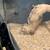 Rehoming - SuperConda Hognose Snake 2 thumbnail