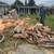 TREE , PALM TREE , STUMP REMOVAL AND HAULING SERVICES  (Bay Area) 2 thumbnail