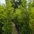 Ficus 8 thumbnail