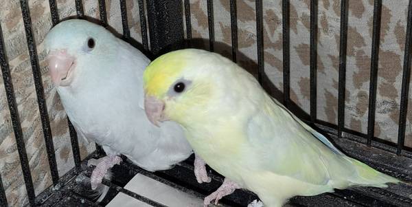 Parrotlet pair (Harper's ferry wv, va,md)63953130655234120