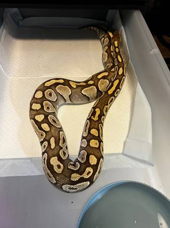 Ball pythons 1