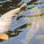 Koi - Assorted Varieties and Sizes 2 thumbnail