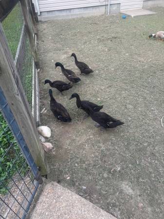 Free ducks, runners and apple yards