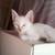 8 week old kittens need furever home 1 thumbnail