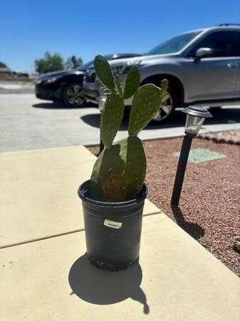 Prickly pear cactus (Pahrump)63907417797507124