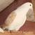 Pigeons Iranian Persian 5 thumbnail