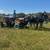 Walking Horse Geldings Ride and Drive - Rosco and Rex 2 thumbnail