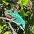 Ambilobe panther chameleon 1 thumbnail