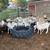 Ewe lambs 2 thumbnail
