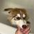 Cute husky small rehome fee 1 thumbnail