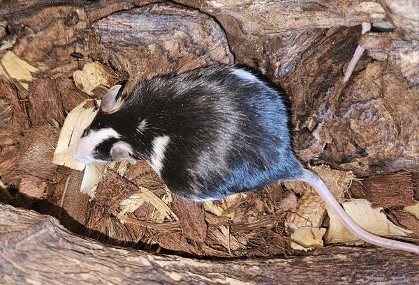 Group of Fancy Mice (Beatrice/DeWitt)63857445024513124