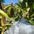 avocado , Sir prize ,steward , ,Pinkerton  , jutano  Fueter ,mexicola 20 thumbnail