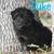 Toy/mini Aussie doodle puppies 3 thumbnail