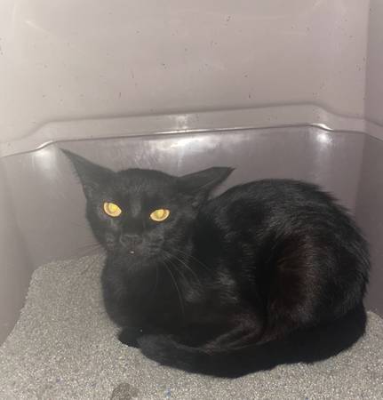 Found cat 1