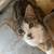 Cute kittens!! 2 thumbnail
