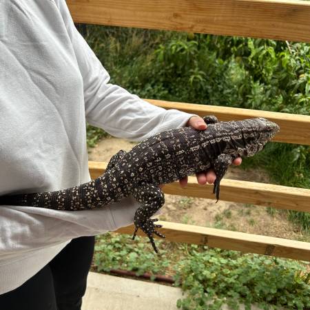 tegu hembra (Fernley)63280378043267121