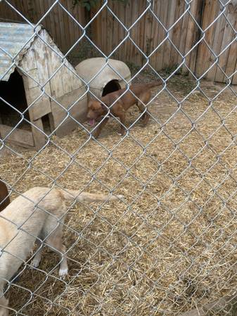 Pitbulls (Elizabethton)63968813046786123