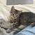 kitten 3 thumbnail