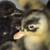 Ducklings for sale 2 thumbnail