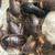 FREE DUBIA ROACHES 1 thumbnail