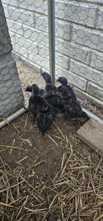 Pollitos Ayam Cemani de 2 meses - $50 (Centro)63440305809923122