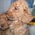 Mini goldendoodle 1 thumbnail