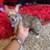 Teacup Chihuahua Yorkie Puppy 2 thumbnail
