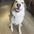 Rehoming Siberian Husky 1 thumbnail