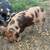 IPP gilt pig 5 thumbnail