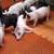 Feeder Pigs 9 thumbnail