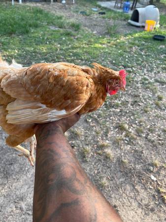 Chickens (Texas City)63774332204419120