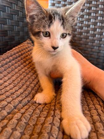 Kittens (Oregon city)63842371435523122