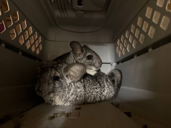 Chinchillas (oakland east)63890025430913123