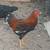 Rooster, gallos 4 thumbnail