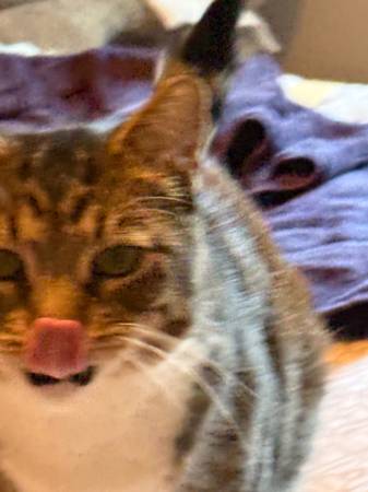 Rehoming Mira the cat (Lincoln)63857444572675124