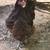 Chocolate orpington hens 1 thumbnail
