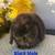 Adorable Holland Lop Baby Bunny 14 thumbnail