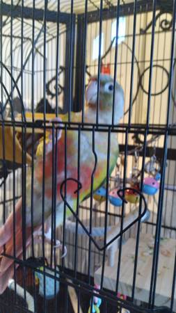 Pineapple Conure (Virginia Beach)63882831299329121