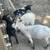 Goats!!!! 2 thumbnail
