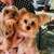 Yorkie puppies 6 thumbnail