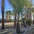 Palm Trees for sale 2 thumbnail