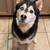 3 male Huskies 3 thumbnail