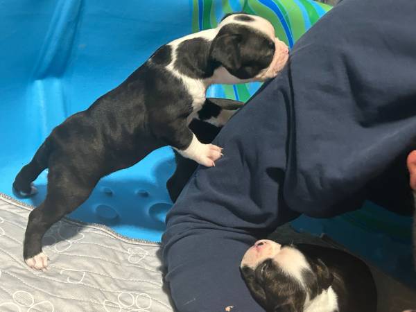 APR BT (Sinai)64308918750978124