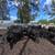 Bred cows 6 thumbnail