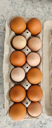 Hatching Eggs and Chicks 1